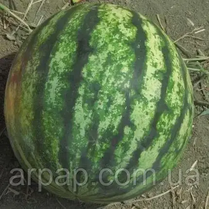 Насіння кавуна Кримсон Світ (Крімсон Sweet) Spark Seeds 0,5кг, фото 1