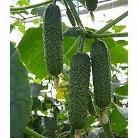 АРКТИКА F1 / ARCTIC F1 - Партенокарпічний Огірок, NongWoo Bio