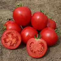 АСВОН F1 / ASVON F1 — Томат Детермінантний, Kitano Seeds