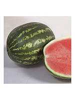 ШЕЙНІ (КС 163) F1 / SHEYNI (KS 163) F1 100 насінин - Кавун, Kitano Seeds