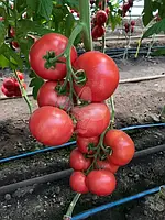 Томат рожевий Мануса F1 5 насінин