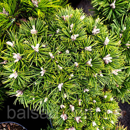 Сосна гірська Бенджамін / С5 / h 30-40 / Pinus mugo Benjamin, фото 4