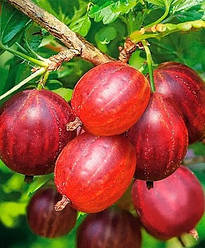 Новинка! Аґрус червоний "Кривавий захід сонця" безшипний