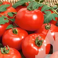 Томат Бобкат F1 10 насінин