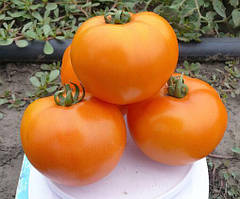 Томат Солідо F1 10 насінин