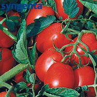 Томат Астерікс F1 20 насінин