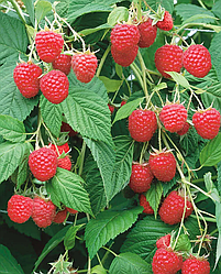 Новинка! Малинове дерево "Королівська влада" (це особливий сорт)