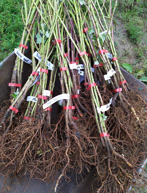 Ер адам әйелдің кеудесін емеді (видео)