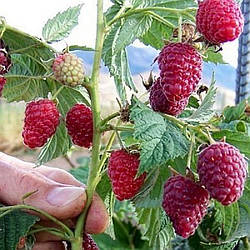 Малинове дерево "Скарб" (чудові смакові властивості)