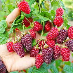 Новинка! Малиново-ожиновий гібрид "Подарунок" (відмінний смак та аромат)