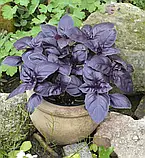 Базилік Червоний рубін 10 г, фото 2