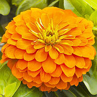 Цинія махрова Ельдорадо 0,5 г
