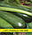 Насіння цукіні Аеронавт, 0,5 кг, фото 2