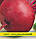 Насіння буряка столового Ноховський, 100г, фото 2