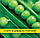 Насіння гороху Альфа, 1кг, фото 2