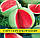 Насіння кавуна Цільнолистий, 0,5 кг, фото 2