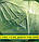Насіння капусти Слава, 100 г, фото 2