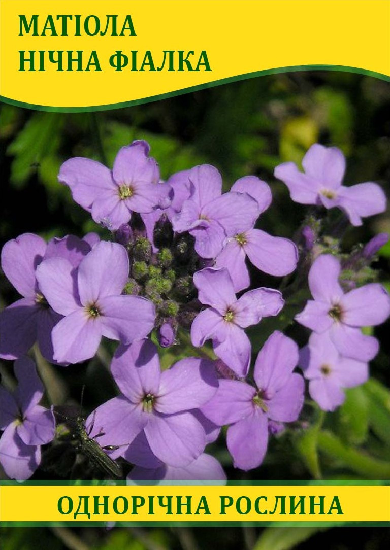 Насіння Маттіола "Нічна Фіалка", 0,5 кг