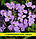 Насіння Маттіола "Нічна Фіалка", 0,5 кг, фото 2