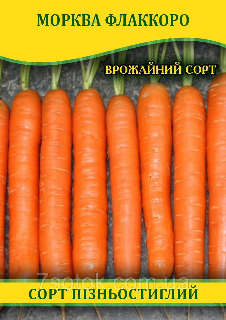 Насіння моркви Флаккоро, 1кг