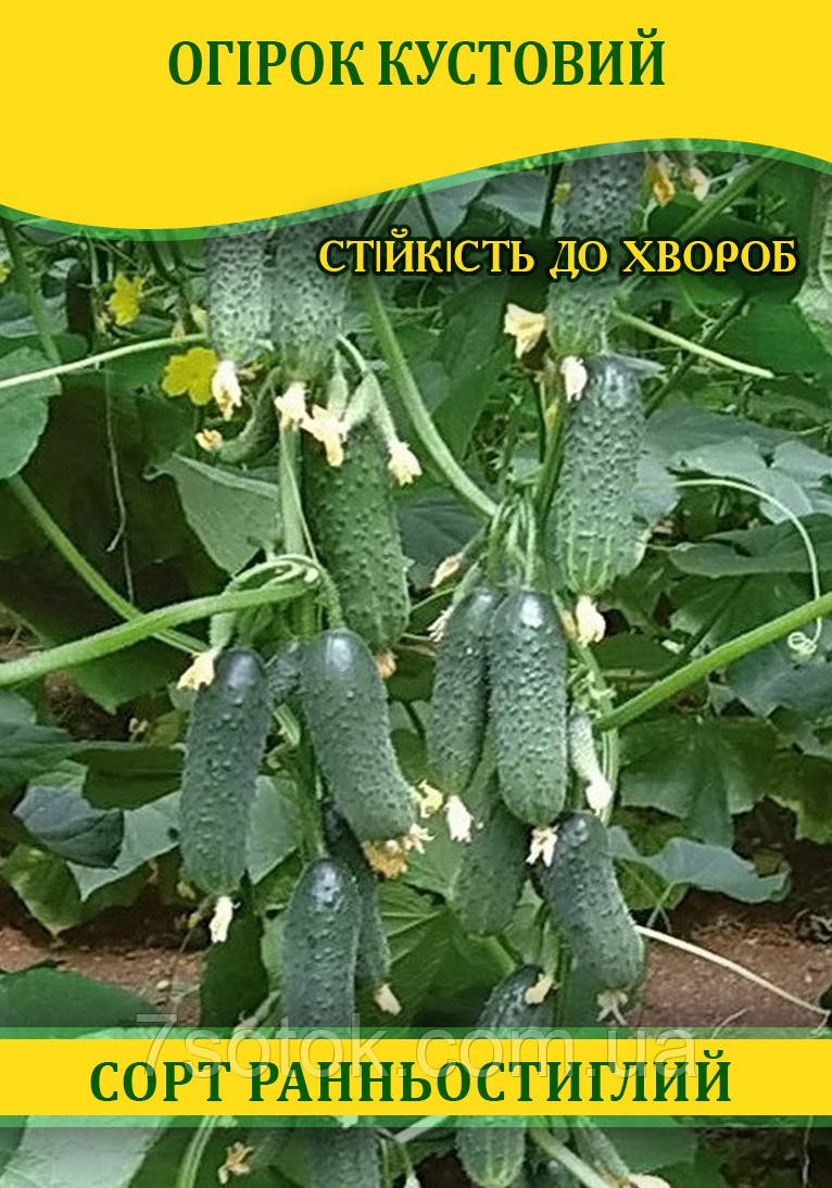 Насіння огірка Кустовий, 0,5 кг