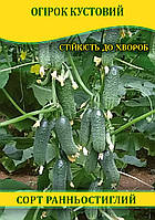 Насіння огірка Кустовий, 0,5 кг
