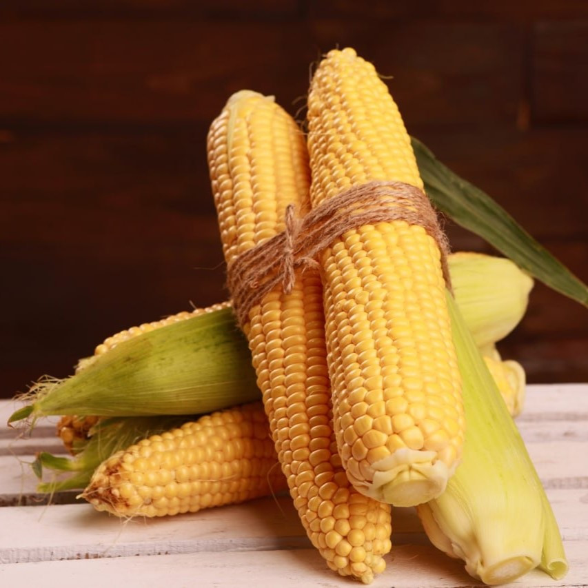 Канзас F1 (5000 нас.) насіння кукурудзи суперсолодкої Libra Seeds