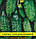 Насіння огірка Титус F1, 100г, фото 2
