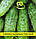 Насіння огірка Цезар F1, 0,5 кг, фото 2