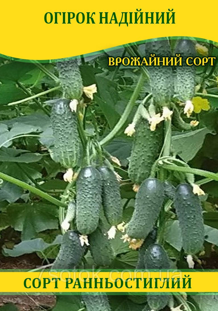 Насіння огірка Надійний, 100г