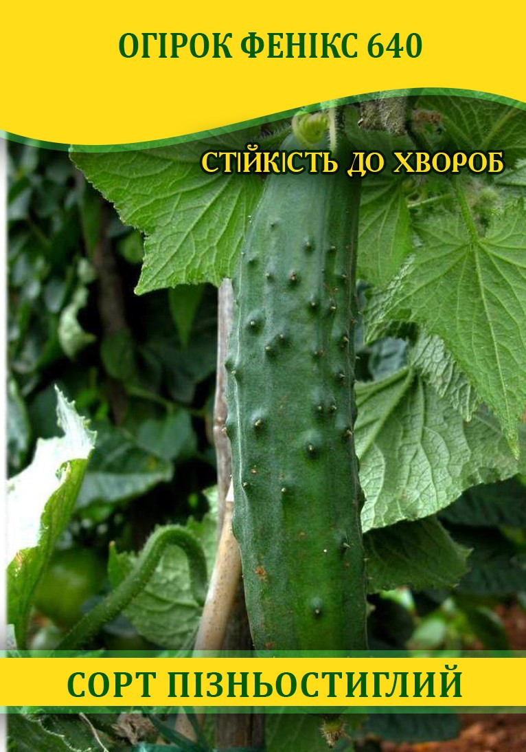 Насіння огірка Фенікс 640, 0,5 кг