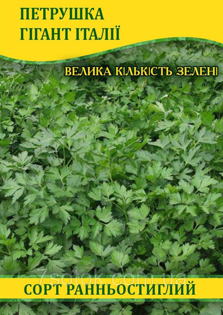 Насіння петрушки Гігант Італії листова, 0,5 кг