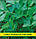 Насіння петрушки Листове, 100г, фото 2