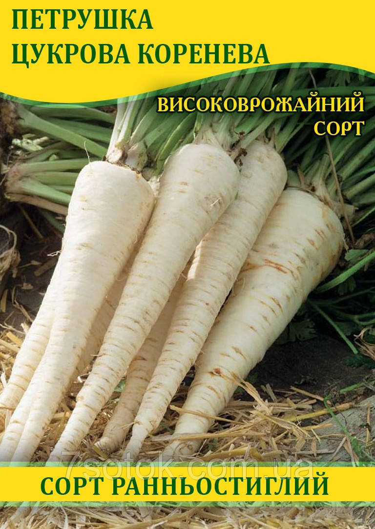 Насіння петрушки Цукрова коренева, 100г