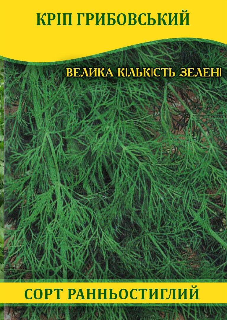 Насіння кропу Грибовський, 1кг
