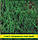 Насіння кропу Грибовський, 1кг, фото 2