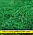 Насіння кропу Лісногородський, 1кг, фото 2