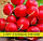 Насіння редиски Чемпіон, 1кг, фото 2