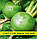 Насіння редьки Маргеланська, 0,5 кг, фото 2