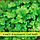 Насіння коріандру Кінза Нектар, 1кг, фото 2