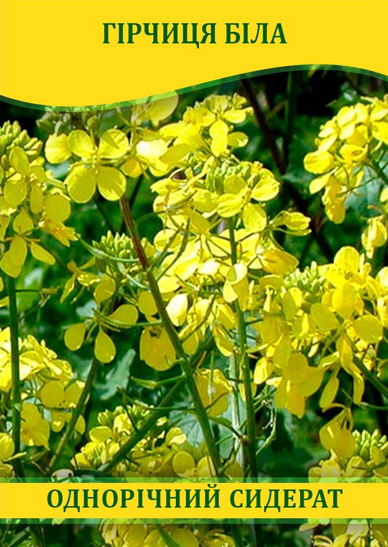 Насіння гірчиці Біла, 100г