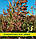 Насіння Суданська Трава Голубовська 25 (Сорго Суданське), триколірна, 100 г, фото 2