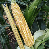 Сансвіт F1 (5000 нас.) насіння кукурудзи суперсолодкої Libra Seeds, фото 2