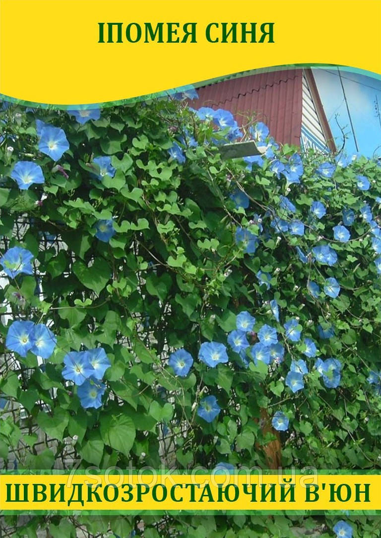 Насіння Іпомея синя, 50г