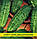 Насіння огірка Вісконсін, 100г, фото 2
