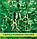 Насіння огірка Гданський Джерело F1, 100г, фото 2