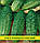 Насіння огірка Конкурент, 100г, фото 2