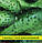 Насіння огірка Руфус F1, 100г, фото 2