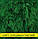 Насіння кропу Алігатор, 100г, фото 2