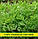 Насіння кропу Татран, 100 г, фото 2